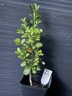 Flatleaf Boxwood