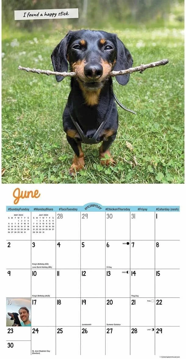 Crusoe the cheap celebrity dachshund
