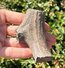 Florida Fossil Deer Antler 3.15” Mammal Ice Age Pleistocene Bones Odocoileus