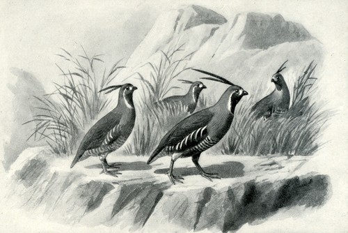 California Mountain Quail, American game animal illustration, 1898 hunting print - Picture 2 of 3