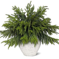20 Pcs Real Touch Norfolk Pine Branches, Artificial Christmas Green Plants Br...