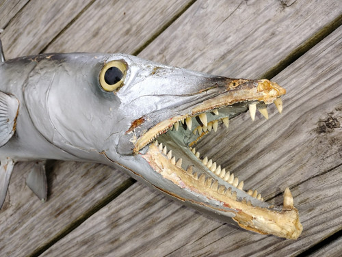 VINTAGE 39.5" TAXIDERMY BARRACUDA FISH REAL SKIN WALL MOUNT SPORT PIRANHA TEETH