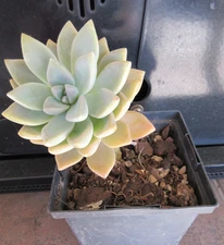 Graptopetalum Paraguayense  GHOST PLANT 1 rooted stem