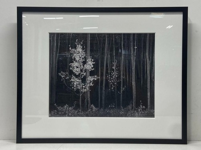 #ad Aspens Northern New Mexico Archival Print By Ansel Adams Matted amp; Framed $148.99