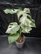 Monstera Albo