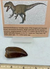 Tyrannosaurus T REX 2” African Carcharodontosaurus REAL F0SSIL R27