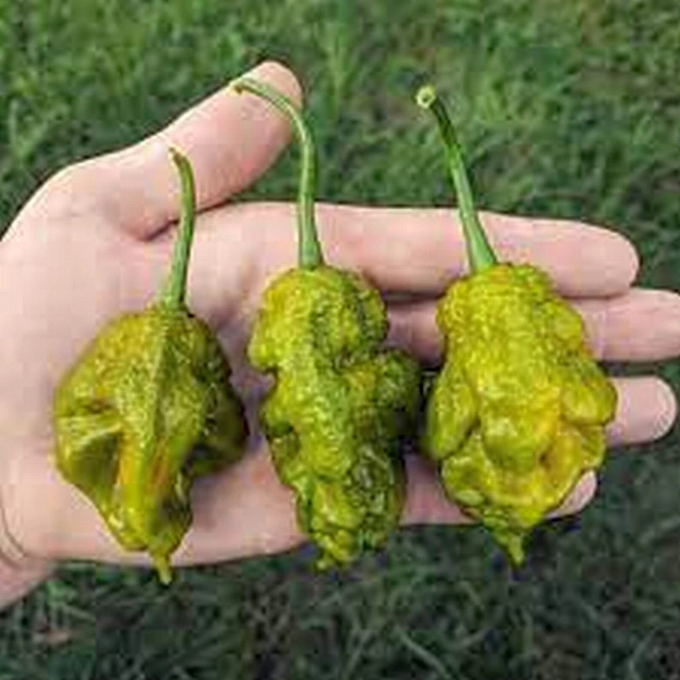 RARO 10+ semillas pimienta x de Fort Mill SC Oficial pimienta más caliente x del mundo Foto 3 de 4