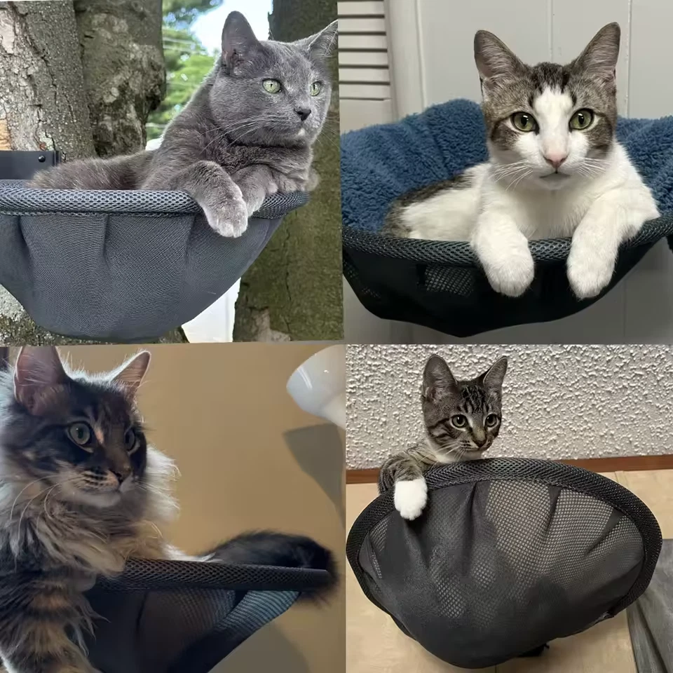 Katzen genießen die Wandhängematte im Alltag