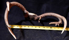 Deer Antler Rack Scull Cap 7-10 Point Lot D — photo 4