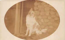 RPPC DOG WITHOUT MAN REAL PHOTO POSTCARD (c. 1930s)