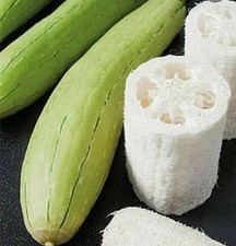 Loofah Luffa Sponge Heirloom seeds 15  NON GMO gourd USA vegetable sponge 2025