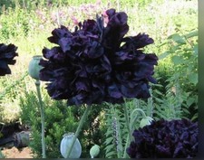300  Seeds Black Peony Poppy Stunning Double Flowers Elegant