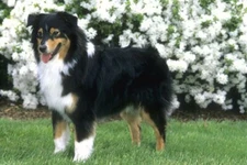 Australian Shepherd Tri Floor Mat