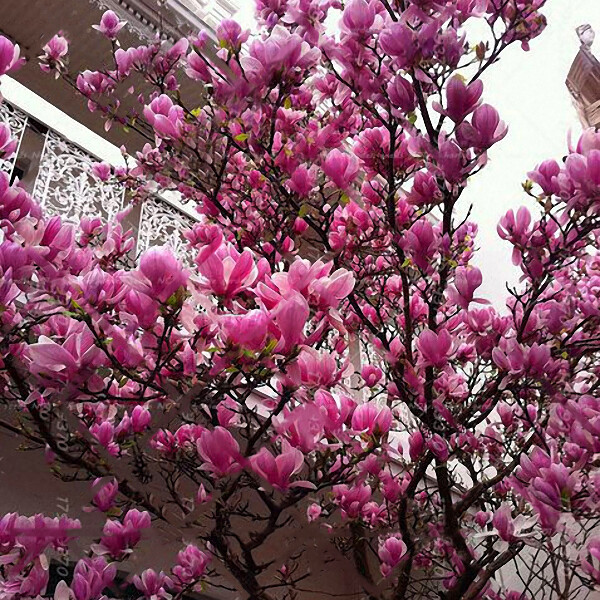 10 Pcs Genie Dark Red Yulan Magnolia Tree Flower Seeds Light Fragrant Garden For Sale Online Ebay