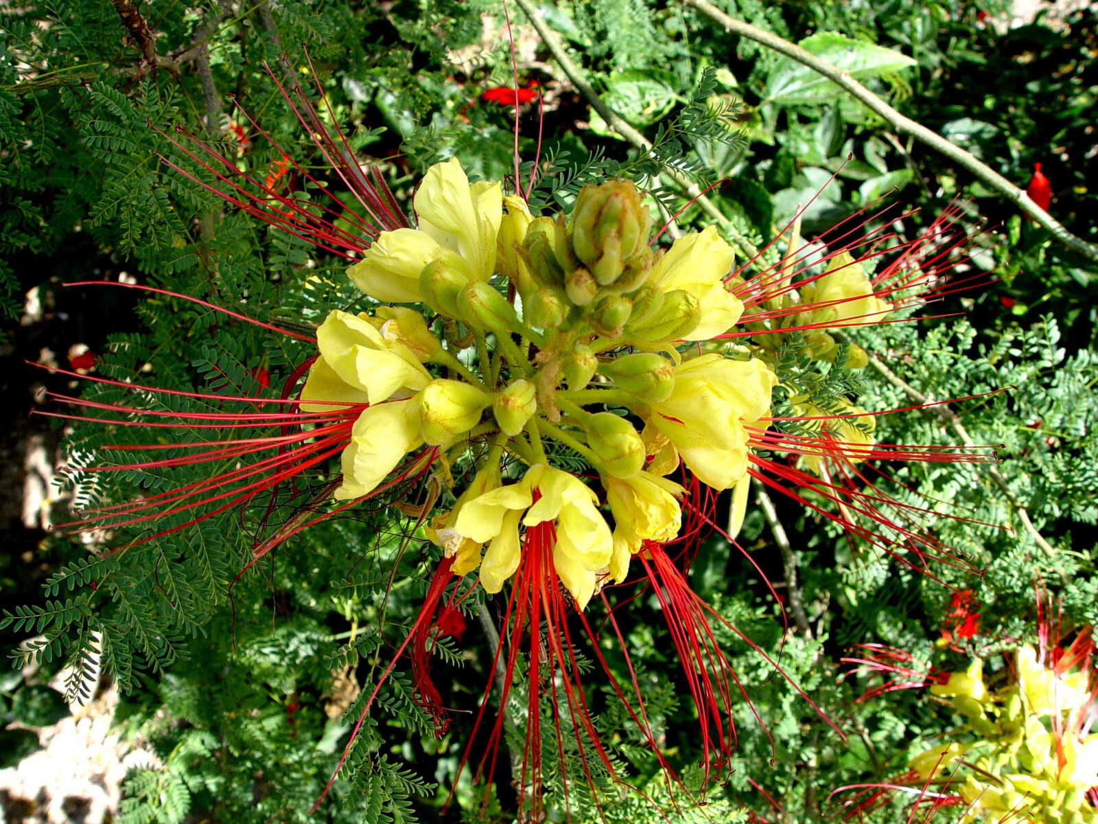 Caesalpinia Gilliesii Oiseau de Paradis 80cm Plante Florissante Peu d'Eau