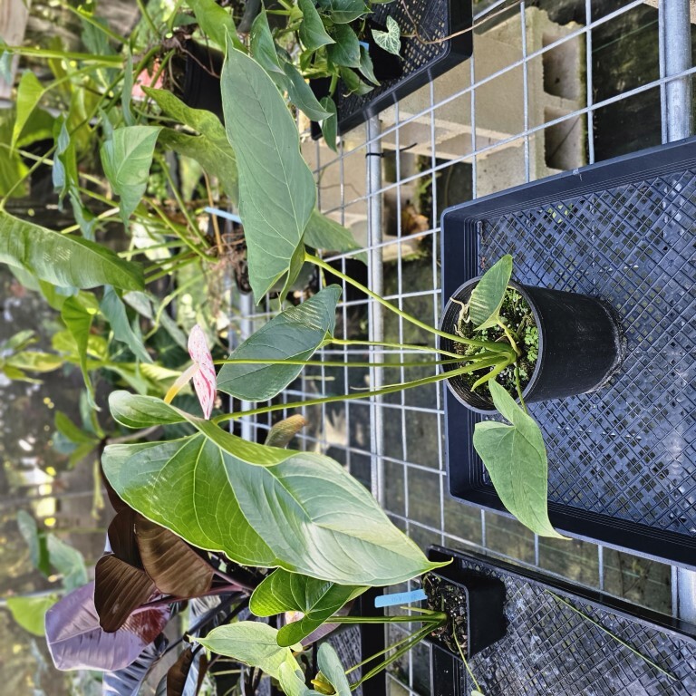 Anthurium Shibori, Exact Plant Variegated 1 gallon pot eBay