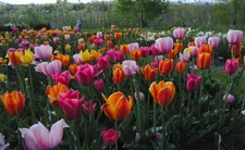 5 MIXED hybrid Tulip bulb mix-Large Blooms~Mixed-Red,Yellow,Purple,Pink,Apricot,