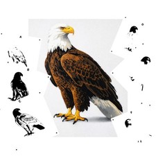 6 Layer Eagle art airbrush Stencil set template re useable many times