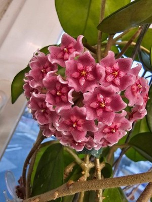 heavenly HOYA Hoya fungii x pubicalyx 'Royal Hawaiian Purple' Hybrid 'RHP'