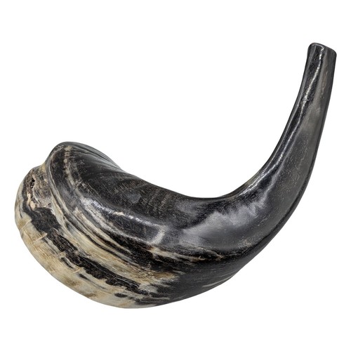 Polished Ram Horn Shofar 9 Inch Natural Black Tan Judaica Ritual Instrument