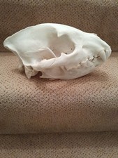 Taxidermy skeleton bones voodoo tattoo mammal SKULL ADULT SPOTTED HYENA