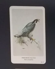 General Cigar Company Trading Card - No. 3 Peregrine Falcon - Card 1