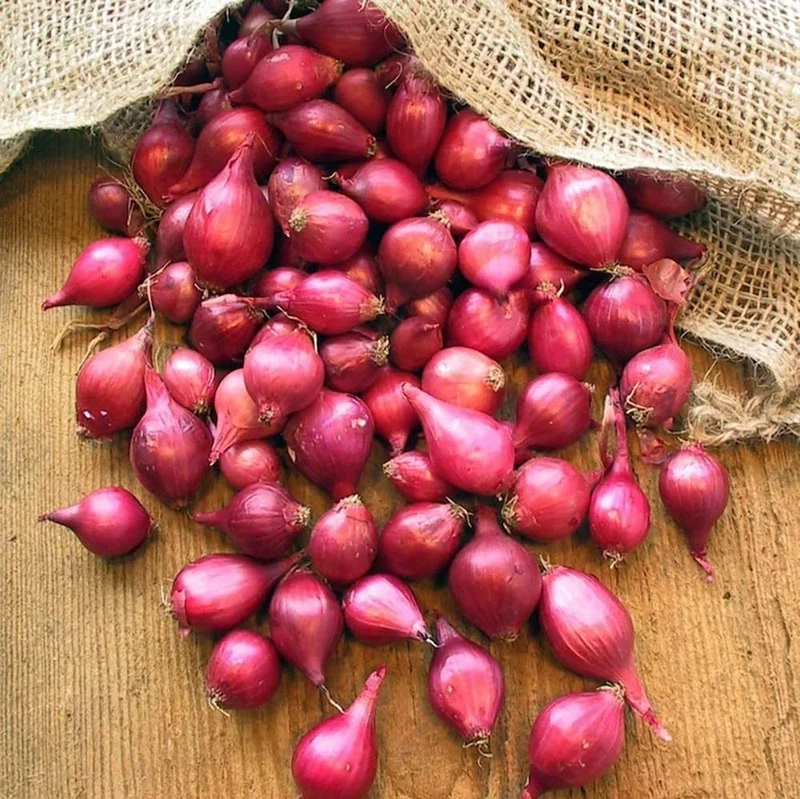 Red Onion Starter Kit for Growing Table and Dry Onions 4 lbs