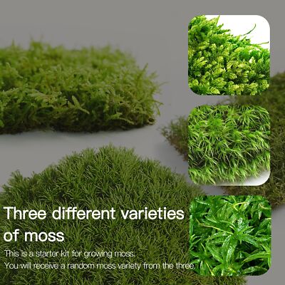 Live Moss for Reptiles – Real Fresh Moss 3.5