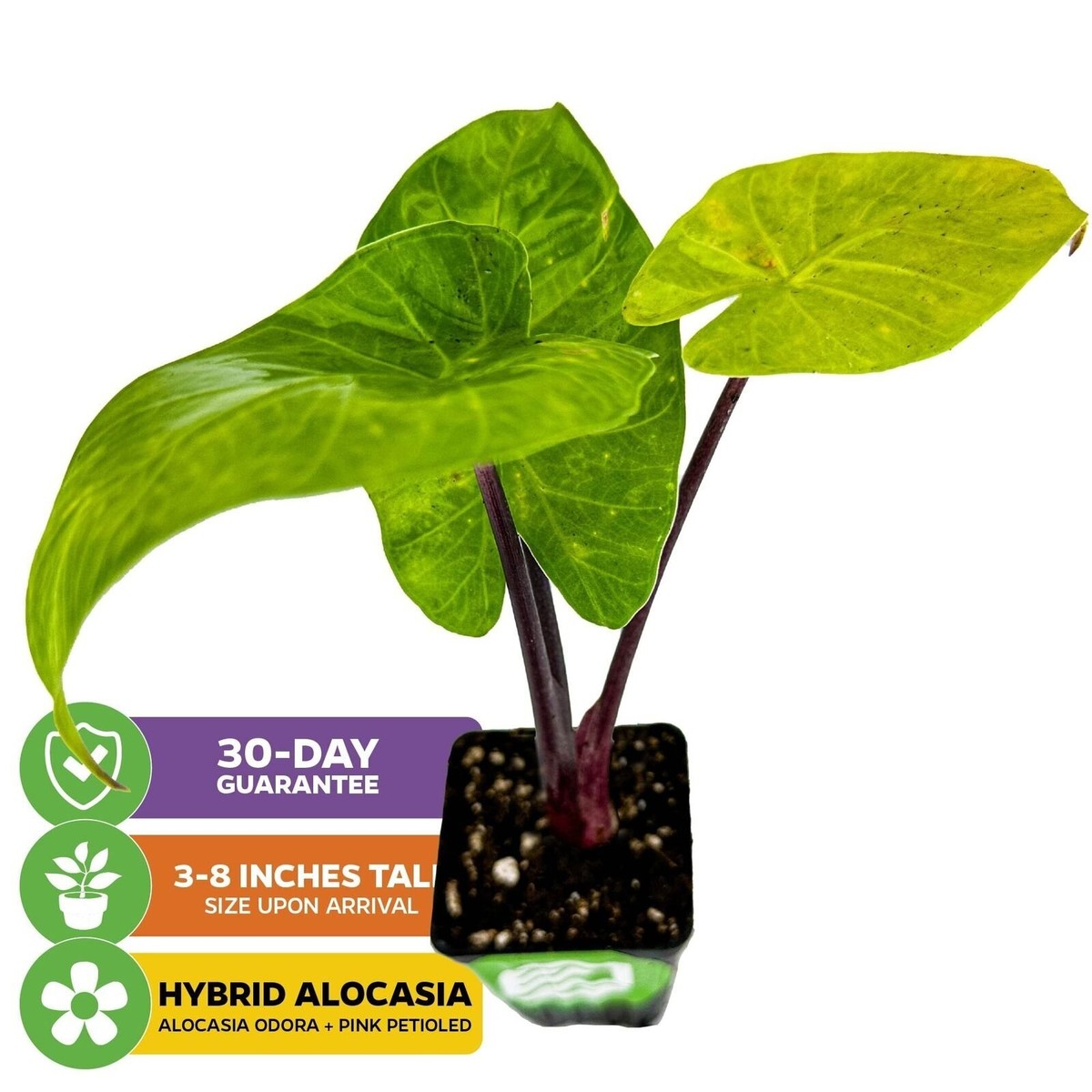 indoor house plant supports Plant Stick | Plant Stake For House Plants| Plant Accessories