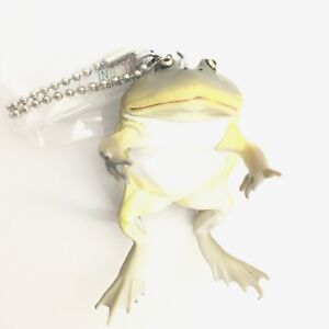 Nature Techni Colour Mini Figure Magnet Budgett's Frog Hippo Frog Ikimon Japan