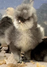 6 Show Quality Silkie Chicken Hatching Eggs Lavender Mottled, Etc Possible Frizz