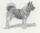 Norwegian Elkhound - Custom Matted - Vintage Dog Art Print - 1954 Kirmse