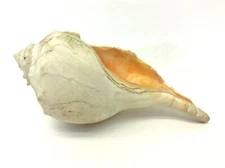 8.5” Trumpet Seashell Sell Decorative Nautical Beach Décor 