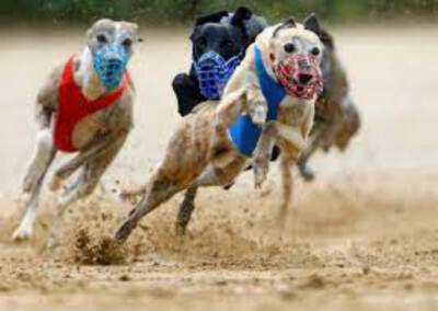 THE ''QUICK BEAST'' WINDHUND WETTSYSTEM