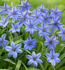 Jessie Spring Starflower Bulbs for Planting