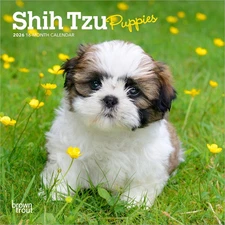 Shih Tzu Puppies | 2026 7 X 14 Inch (Hanging) Monthly Mini Wall Calendar | Brown