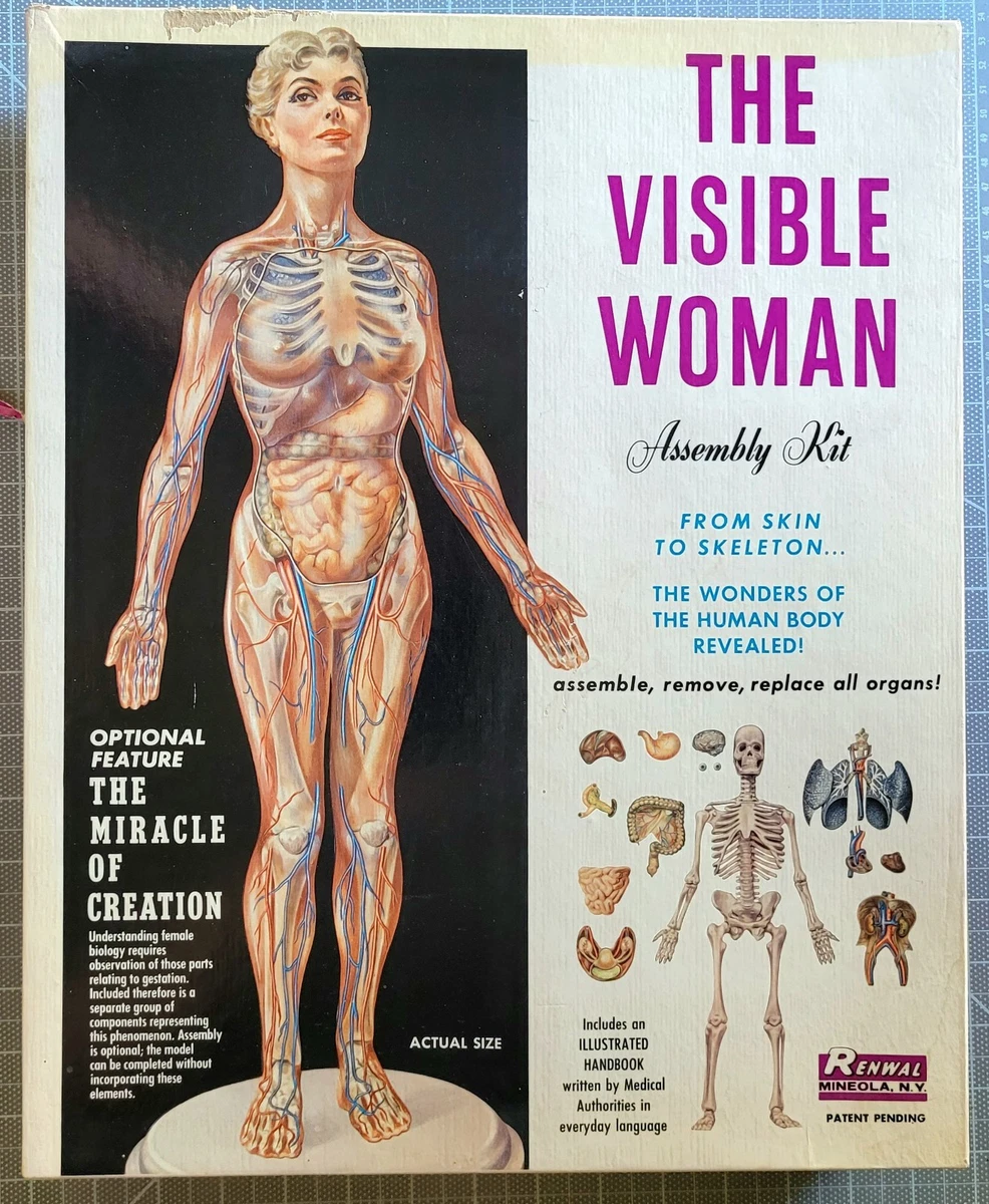 Visible Woman Indiana OTHER Models & Kits for sale | eBay