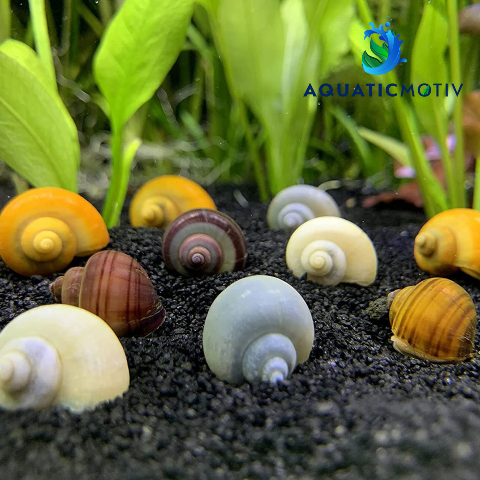 Mystery Snails x10 (Pomacea Bridgesii) Mix Colors Live Freshwater Snail Plants