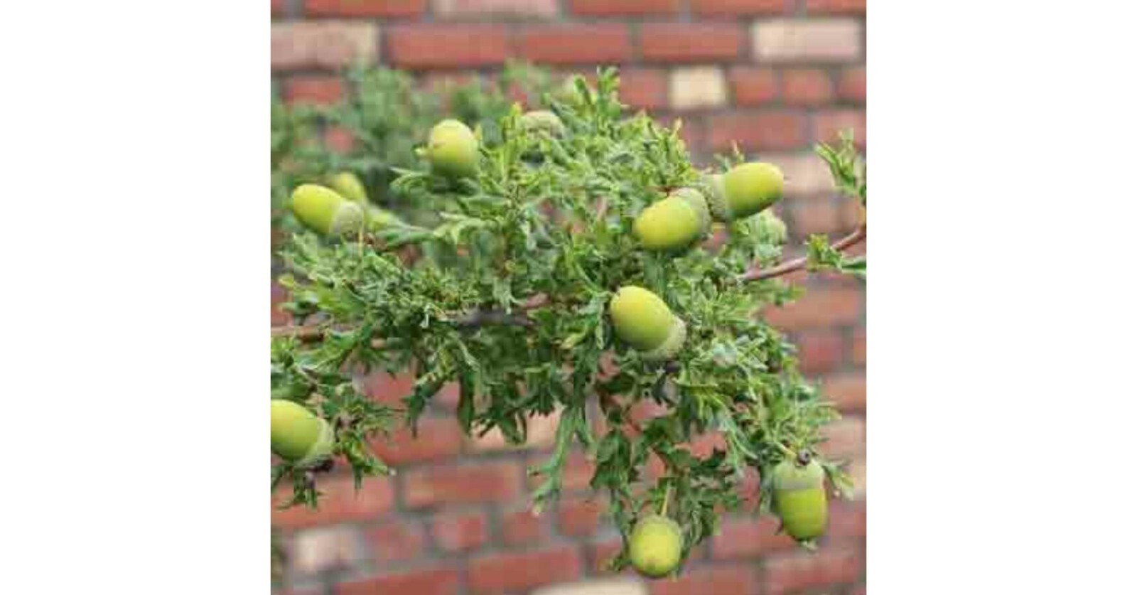 English Oak Irtha Tree saplings, XL Oak, Garden, Ornamental Tree