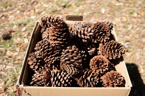 Longleaf Pine Cones Pack of 20 Natural Pine Cones