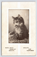 c1912 Longhaired Kitten 'Beauty' Postcard a/s Robbins Maxton NC Maine Coon Type
