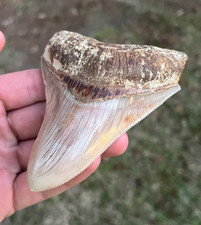 Dente di squalo fossile 4,16" tutto naturale Otodus Megalodonte da West Java, Indonesia