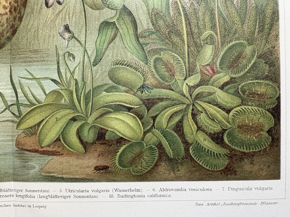 Originalgrafik Flora: Insektenfressende Pflanzen Chromolitho insectivorous plant - Bild 3 von 4