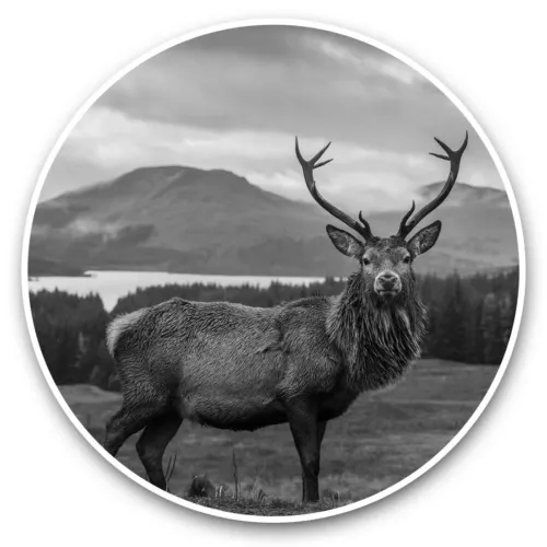 2 x Vinyl Stickers 7.5cm (bw) - Stag Deer Scottish Highlands  #36299