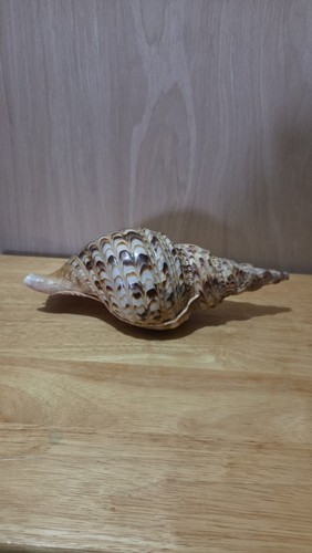 Large Charonia Tritonis Natural Giant Triton Trumpet Seashell
