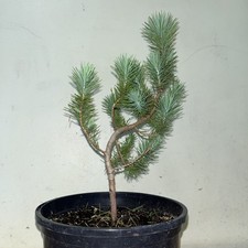 Stone Pine/umbrella Pine