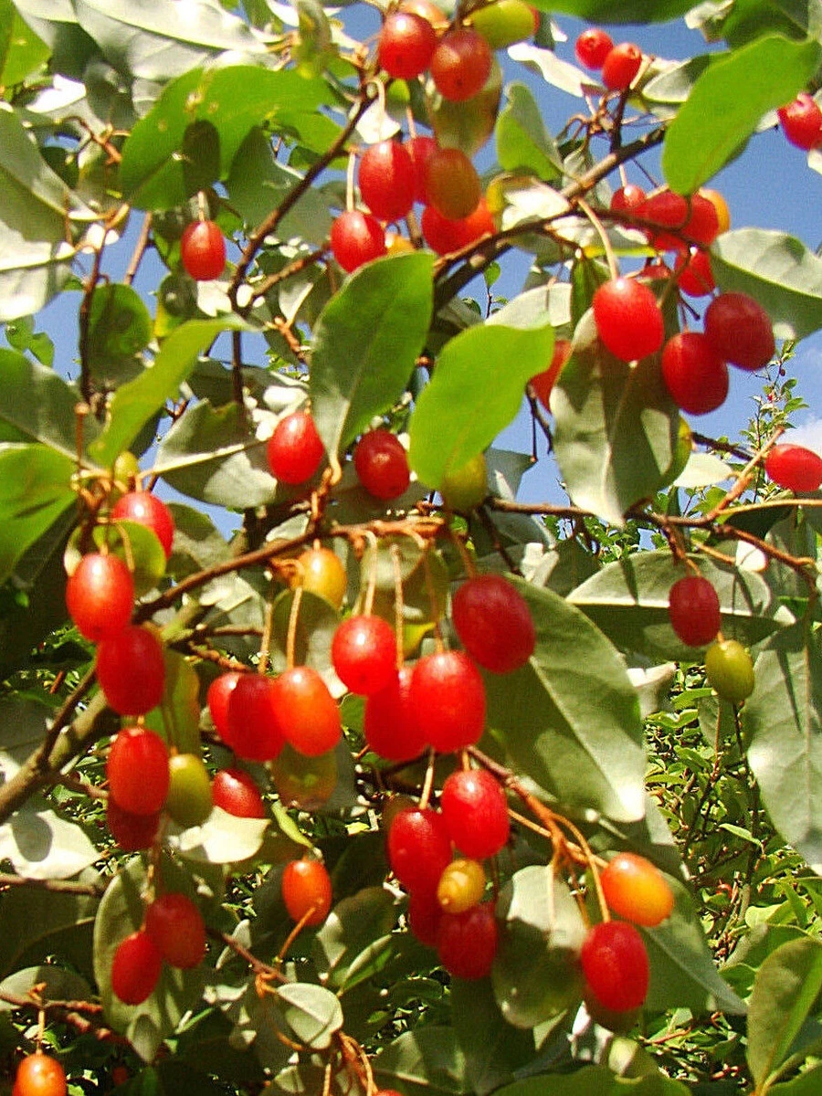 Image of Silverberry bush with red berries