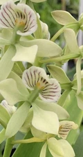 Encyclia Radiata Orchid Fragrant Plant 4" Pot