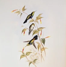 John Gould JULIAMYA Hummingbirds Vintage Bird Art Print Bookplate 337