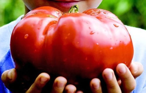 50 Monster Beefsteak Tomato Seeds - Grow the Biggest Tomatoes in Your Garden!